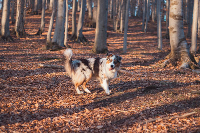 Dogs running in forest