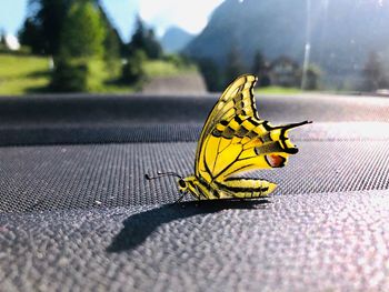 Close-up of butterfly on yellow flower