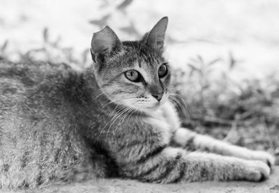 Close-up portrait of a cat