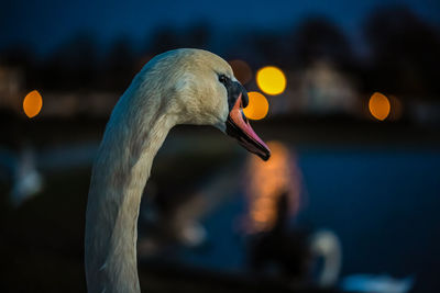 Close-up of duck in lake