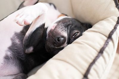 Close-up of boston terrier resting on pet bed