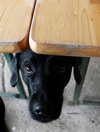 Close-up portrait of black dog