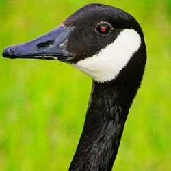 Close-up of bird