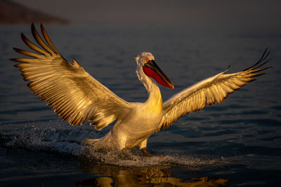 Close-up of pelican