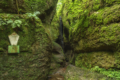 Trees growing in forest