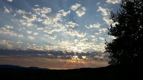 Silhouette of trees at sunset