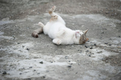 Cat on street