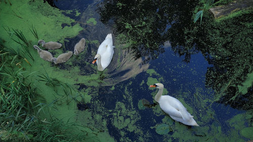 High angle view of swan swimming in lake