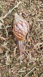 High angle view of mushroom on field