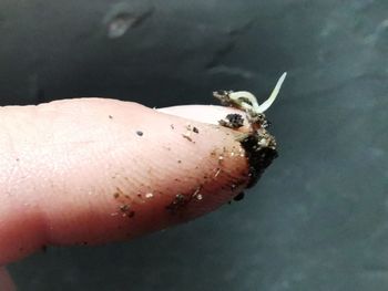 Close-up of insect on hand