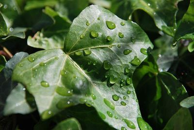 Close-up of wet plant leaves during rainy season