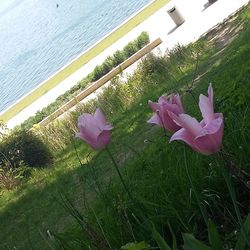 Pink flowers blooming in park