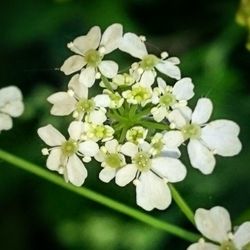 Close-up of white flowers