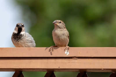 Close-up of birds perching on railing