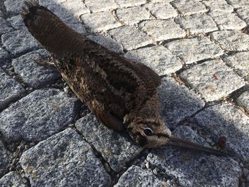 High angle view of lizard on cobblestone