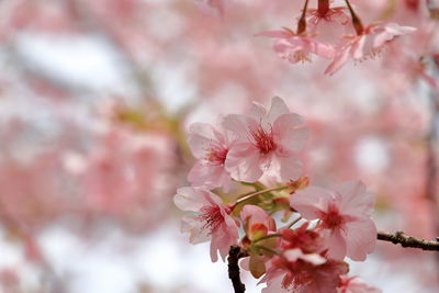 Close-up of pink cherry blossom