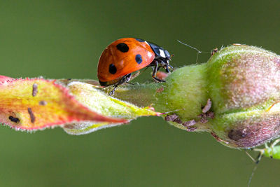 Close-up of insect on leaf