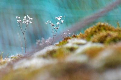 Close-up of plants growing on land