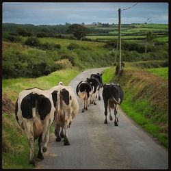 Cows grazing on field