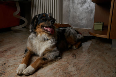 Portrait of dog sitting on floor at home