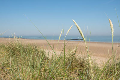 Grass on beach against sky