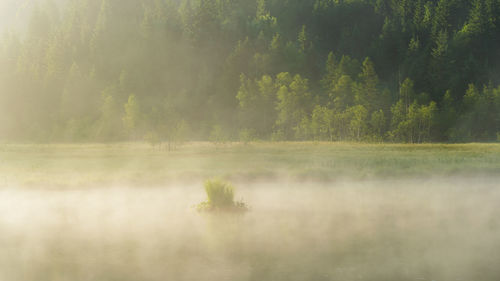 Scenic view of lake in forest