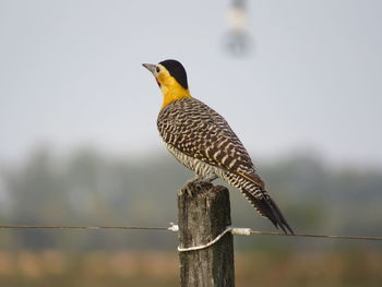 Bird perching on wooden post