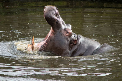 Close-up of turtle swimming in lake