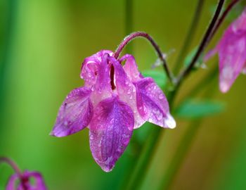 Close-up of wet pink columbine flower