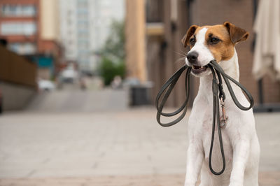 Close-up of dog