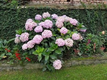 High angle view of pink flowering plants in yard