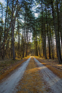 Empty road amidst trees in forest