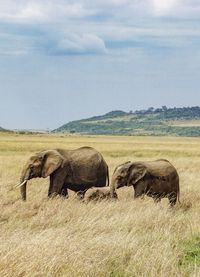 Elephants on field against sky