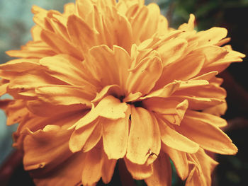Close-up of orange flower