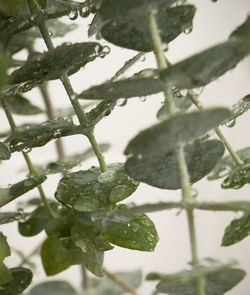 Close-up of leaves on plant