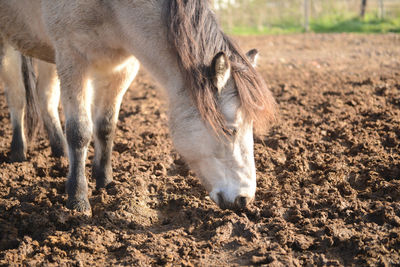 Pony on a ploughed field