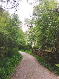 Footpath with trees in background