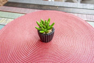 High angle view of potted plant on table