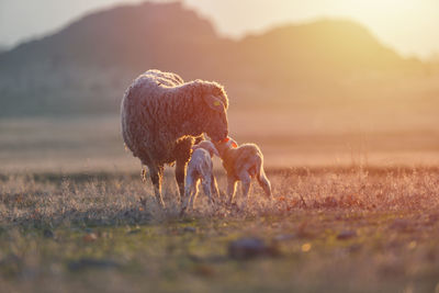 Horses in a field