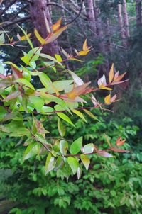 Close-up of flowering plant leaves on land