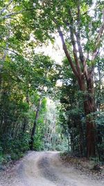 Road passing through forest