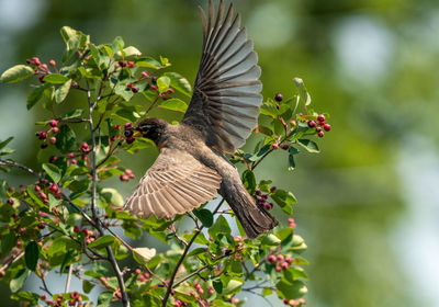 Robin taking plums from tree while hovering