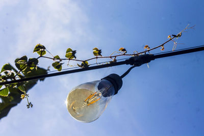 Low angle view of light bulbs hanging on tree against sky