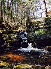 Stream flowing through forest