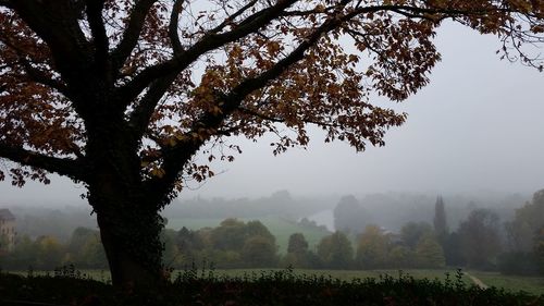 Trees on field against sky