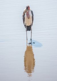 View of bird standing in lake