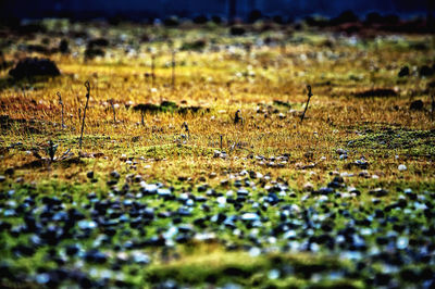 Full frame shot of land