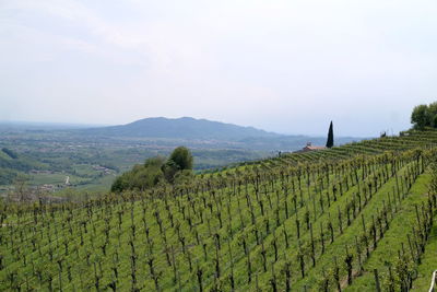 Scenic view of vineyard against sky