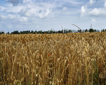 View of stalks in field against cloudy sky