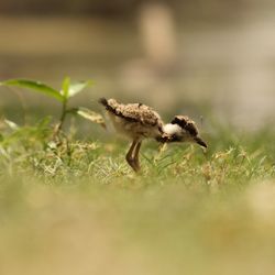 Close-up of lizard on grass